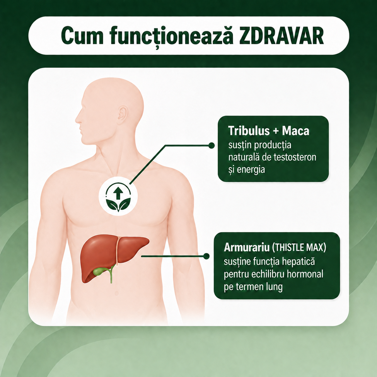 ZDRAVAR - cum functioneaza